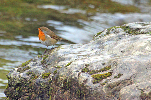 Robin on Stone at top of Janet's Foss
