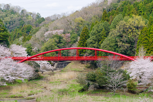 Otaki Lake Bridge and cherry blossoms (Otaki Gorge,Toyota City, Aichi Prefecture).\n\nOtaki Lake Bridge is a 90-meter red arched bridge.
