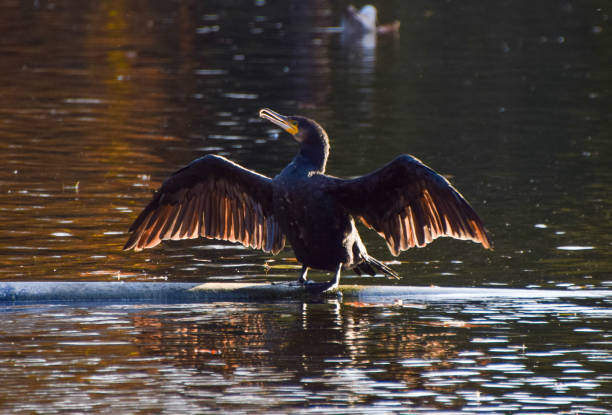 istock A cormorant sunbathes 2145915165