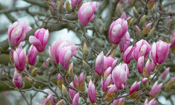 istock Beautiful Spring Tulip-Magnolia tree- Howard County, Indiana 2145920377