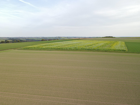 View from above of a farmland with a mowed grass field and a rapeseed field in autumn