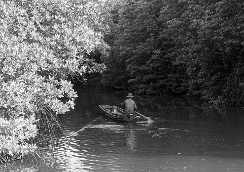 People in Ca Mau mangrove forest row canoes to harvest extensive seafood species in the early morning, Ca Mau province