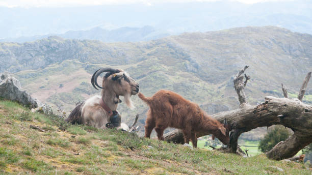 Goats in top of a mountain