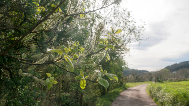 Green leaves branch by a rural path