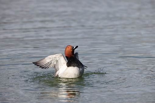 The common pochard (Aythya ferina), known simply as pochard in the United Kingdom, is a medium-sized diving duck in the family Anatidae. This photo was taken in Japan.