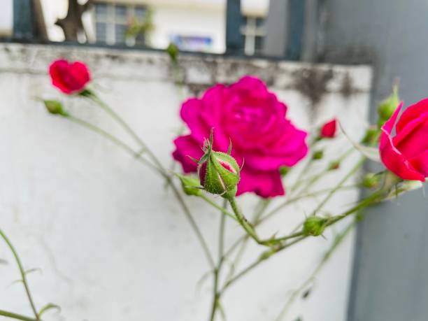 Pink and rose flowers with buds