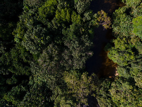 Aerial view of lush tropical jungle alongside a winding river