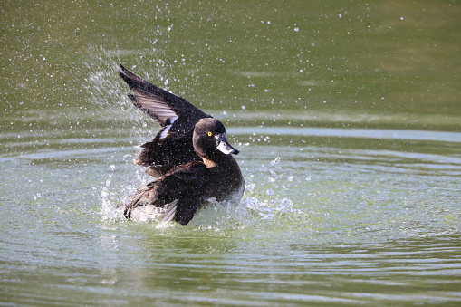The tufted duck  (Aythya fuligula) is a small diving duck with a population of close to one million birds, found in northern Eurasia. This photo was taken in Japan.