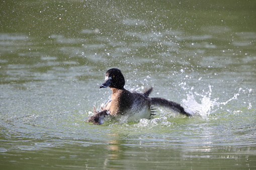 The tufted duck  (Aythya fuligula) is a small diving duck with a population of close to one million birds, found in northern Eurasia. This photo was taken in Japan.