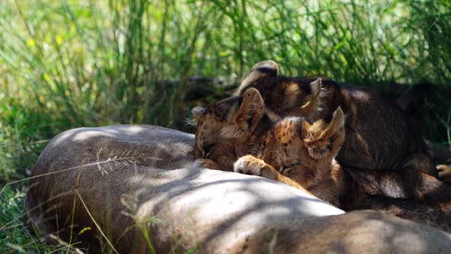 A wide shot of three cute little lion cubs compete for the best spot to suckle milk from their mother, Kruger National Park.