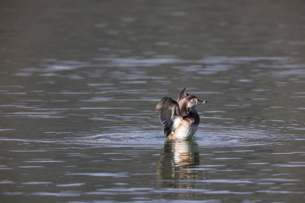 Ring-necked duck (Aythya collaris) is a diving duck from North America commonly found in freshwater ponds and lakes. This photo was taken in Japan.