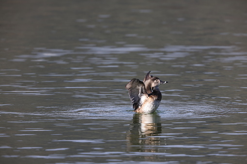 Ring-necked duck (Aythya collaris) is a diving duck from North America commonly found in freshwater ponds and lakes. This photo was taken in Japan.