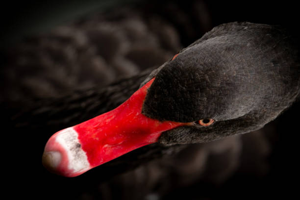 istock Close-up shot of a black swan. 2145990074