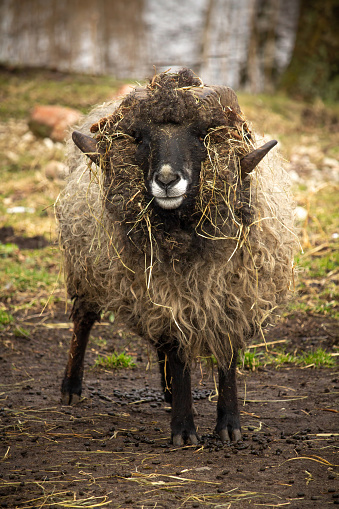 Estonian local Sheep. A close up of a male sheep
