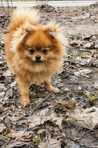 istock the dog spitz is standing in the park 2145995228