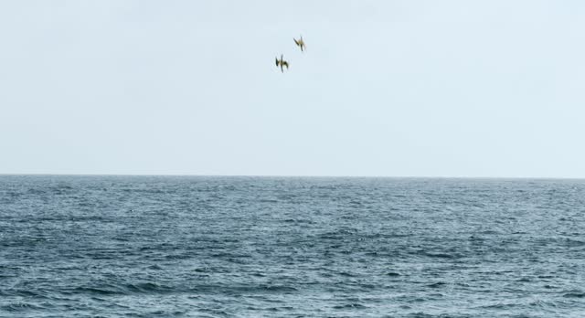 Steady shot of Albatrosses diving in the water to hunt fish.