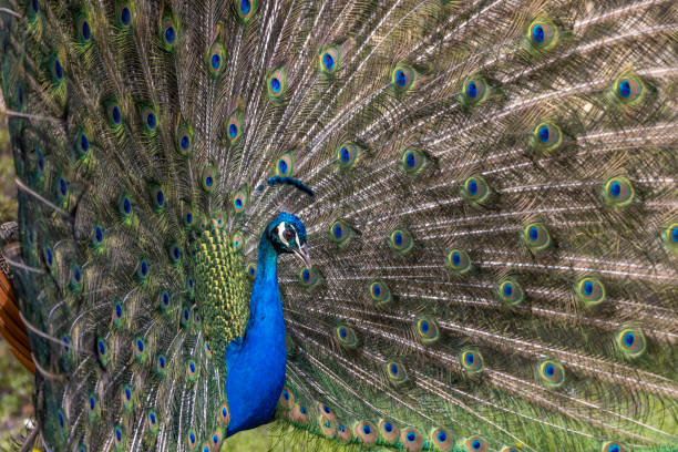 Closeup Image of a peacock dancing with its open feathers