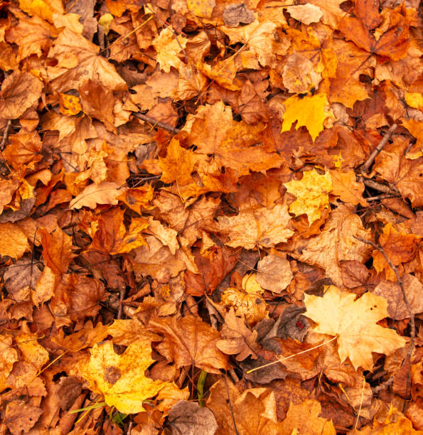 istock Fallen leaves from a tree on the ground as a background. Autumn 2146006725