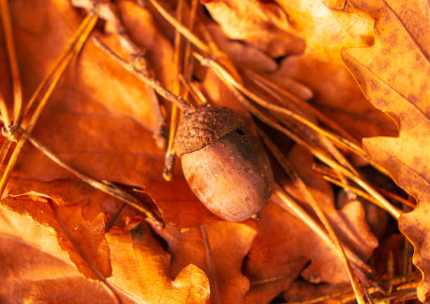 Acorns lie on leaves in autumn.