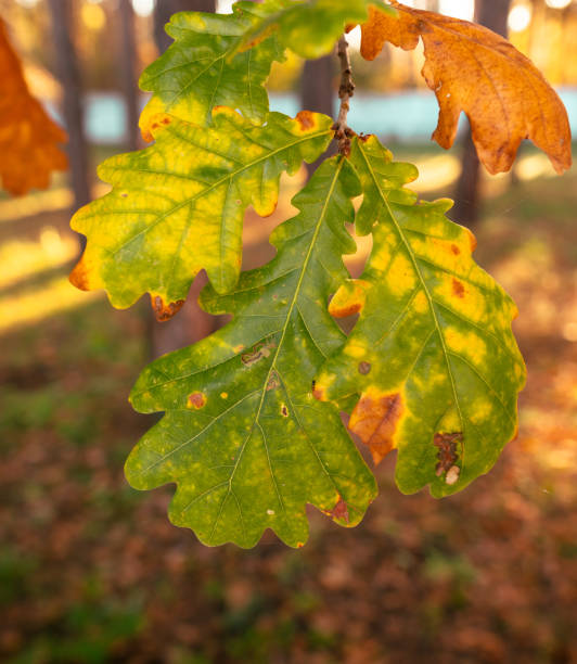 istock Autumn oak leaves in the park. Nature. 2146012332