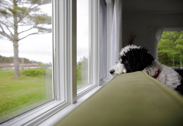 An adorable bernedoodle looking longingly out a window.