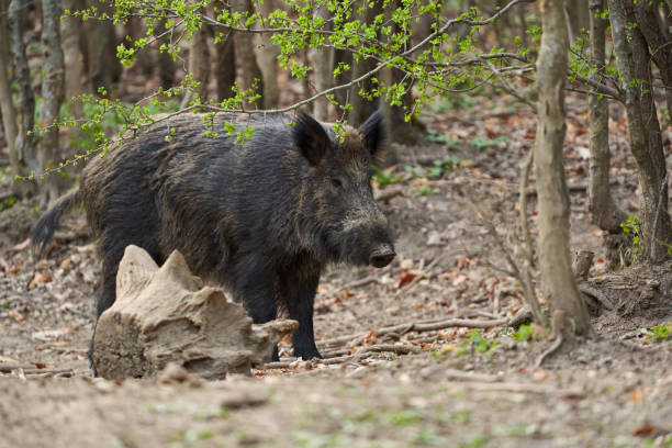istock Big wild hog in the forest rooting 2146025923