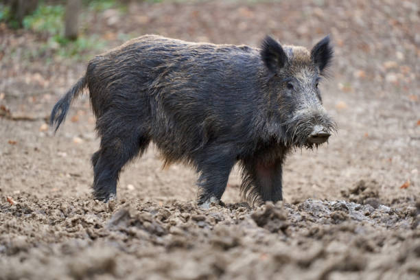 istock Big wild hog in the forest rooting 2146026998