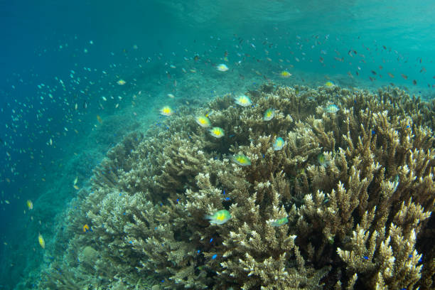 istock Healthy Corals and Small Fish on Reef in Indonesia 2146036789