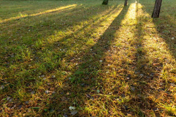 The shadow from the trees on the grass in the autumn forest. Background