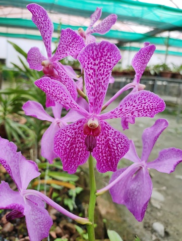 Mokara Jairak Blue Spot is a hybrid orchid that produces purple colored flowers with lots of tiny spots on the petal. It has mini pink lip which gives it a stunning look.