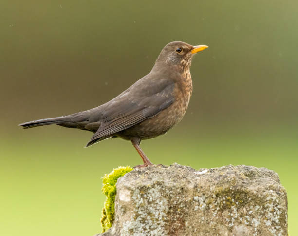 istock Blackbird female 2146054778
