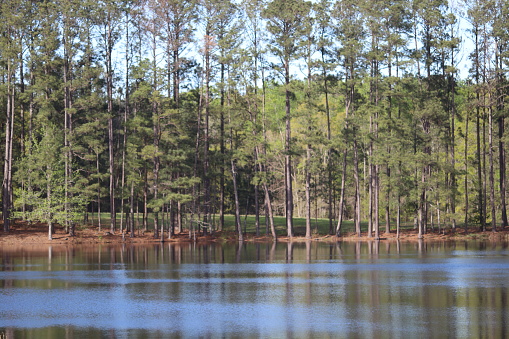 Lake with trees