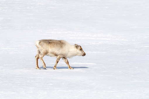Young reindeer, Rangifer tarandus, walks through the pristine white snow of Svalbard, a Norwegian archipelago between mainland Norway and the North Pole