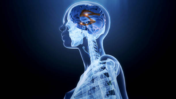 istock Amygdala of the brain 2146073197