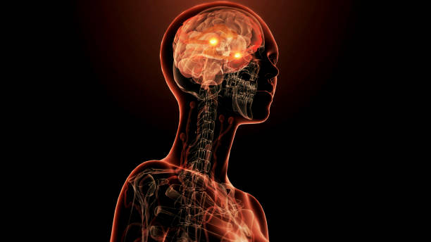 istock Amygdala of the brain 2146074232