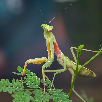 Macro photo of mantis in the habitat.