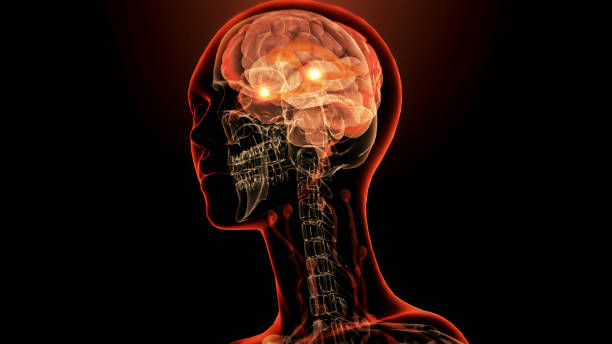 istock Amygdala of the brain 2146075281