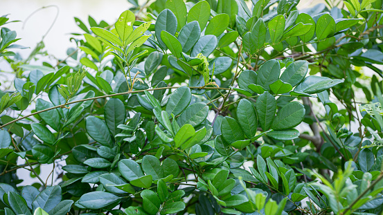 Characteristics of the green leaves and stems of the herbaceous plant Derris scandens.