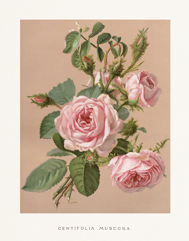 Vintage Rose Illustration. Exquisite 19th-century watercolor illustration of Roses on a soft beige backdrop. Captivating vintage artwork circa 1880, perfect for adding a touch of timeless elegance to your projects.