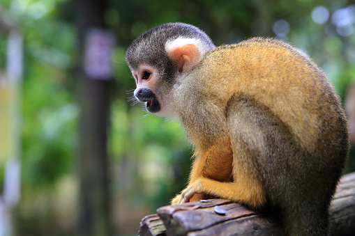 squirrel monkey on a tree in the forest