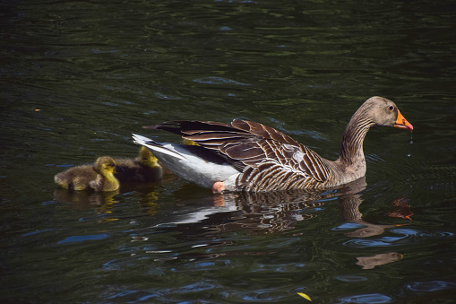 Greylag goose mother and goslings swim in a park lake in UK