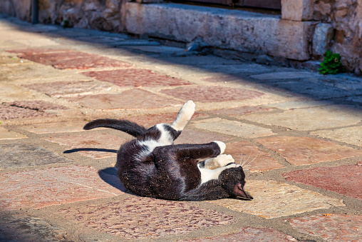 Cute cat laying on the street in Kotor, Montenegro