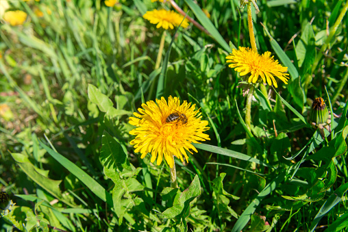 Bee on a yellow dandelion under sunbeams