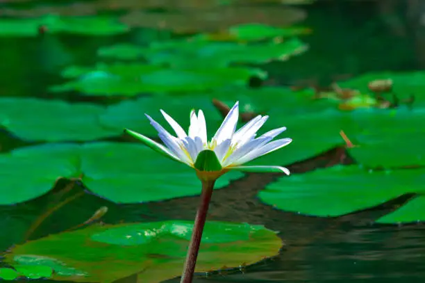 Close-Up Green View Of White Lotus Flower Blooming In A Lotus Pond