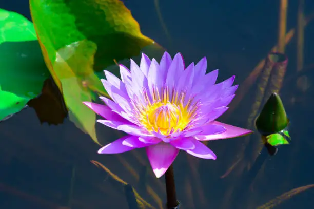 Close-Up High-Angle Beautiful View Of Purple Egyptian Lotus Flower Blooming Elegantly On The Water Surface Of Lotus Pond