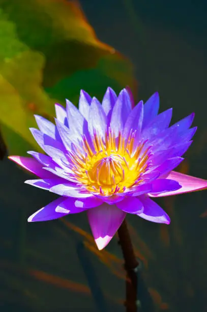 Close-Up High-Angle Portrait View Of Purple Egyptian Lotus Flower Blooming Gracefully On The Water Surface Of Lotus Pond