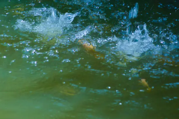 Close-Up High-Angle View Of Fish Darting Beneath The Splashes Of Falling Water On The Surface Of A Pond