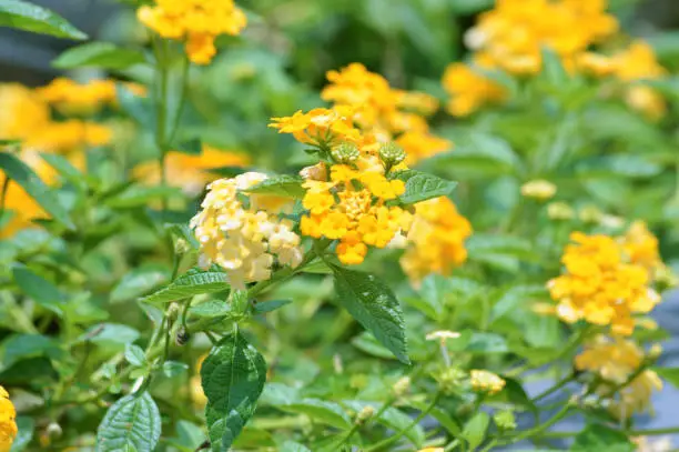 Close-Up View Of Natural Beauty Of Yellow Lantana Camara Flowers During The Daytime