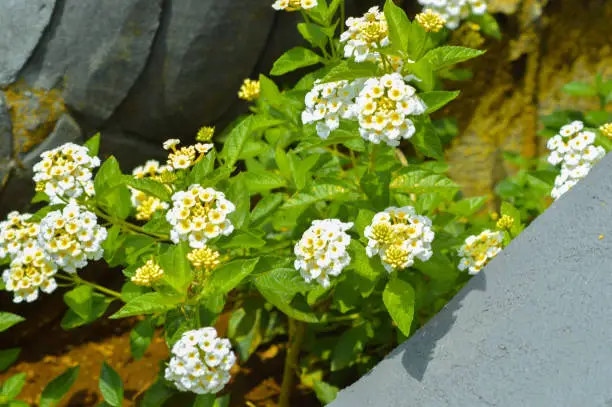 Close-Up High Angle View Of Natural Beauty White Lantana Camara Flowers In The Garden Under The Scorching Sun