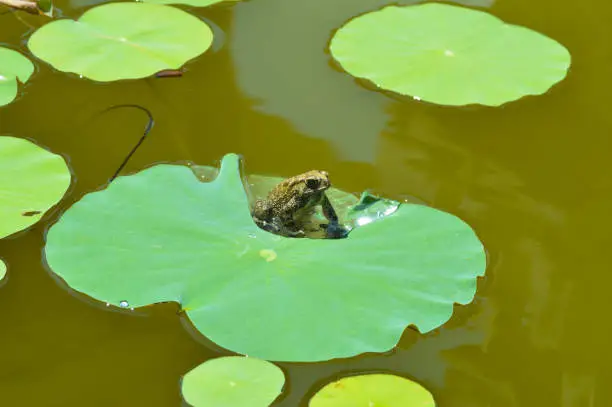 Front Side View Of A Cute Frog On A Lotus Leaf In A Garden Pond Under The Scorching Sun